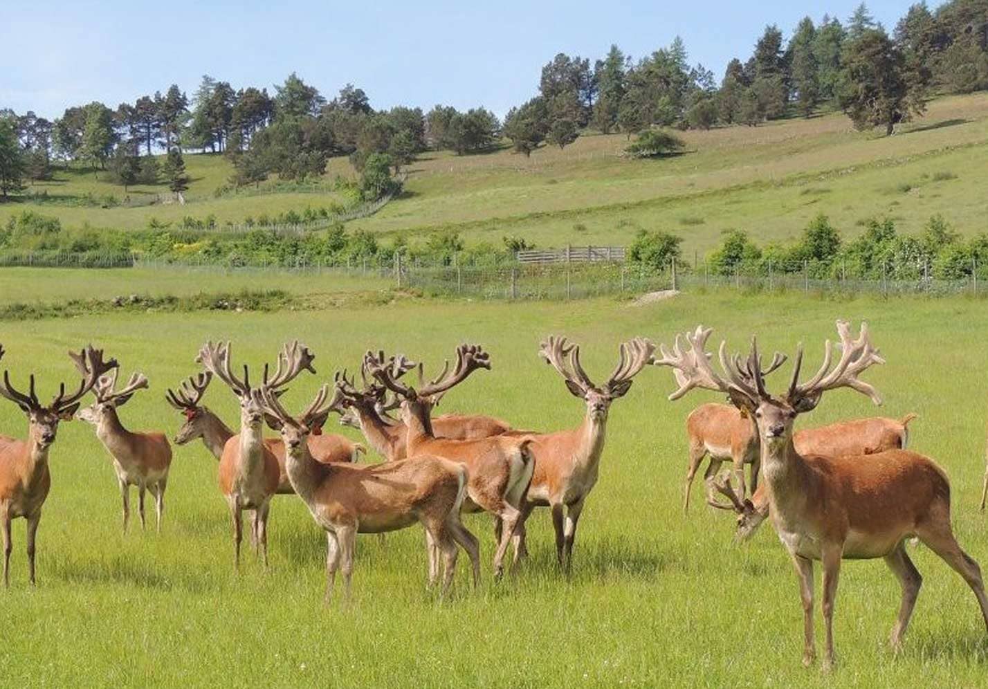 Deer Farming
