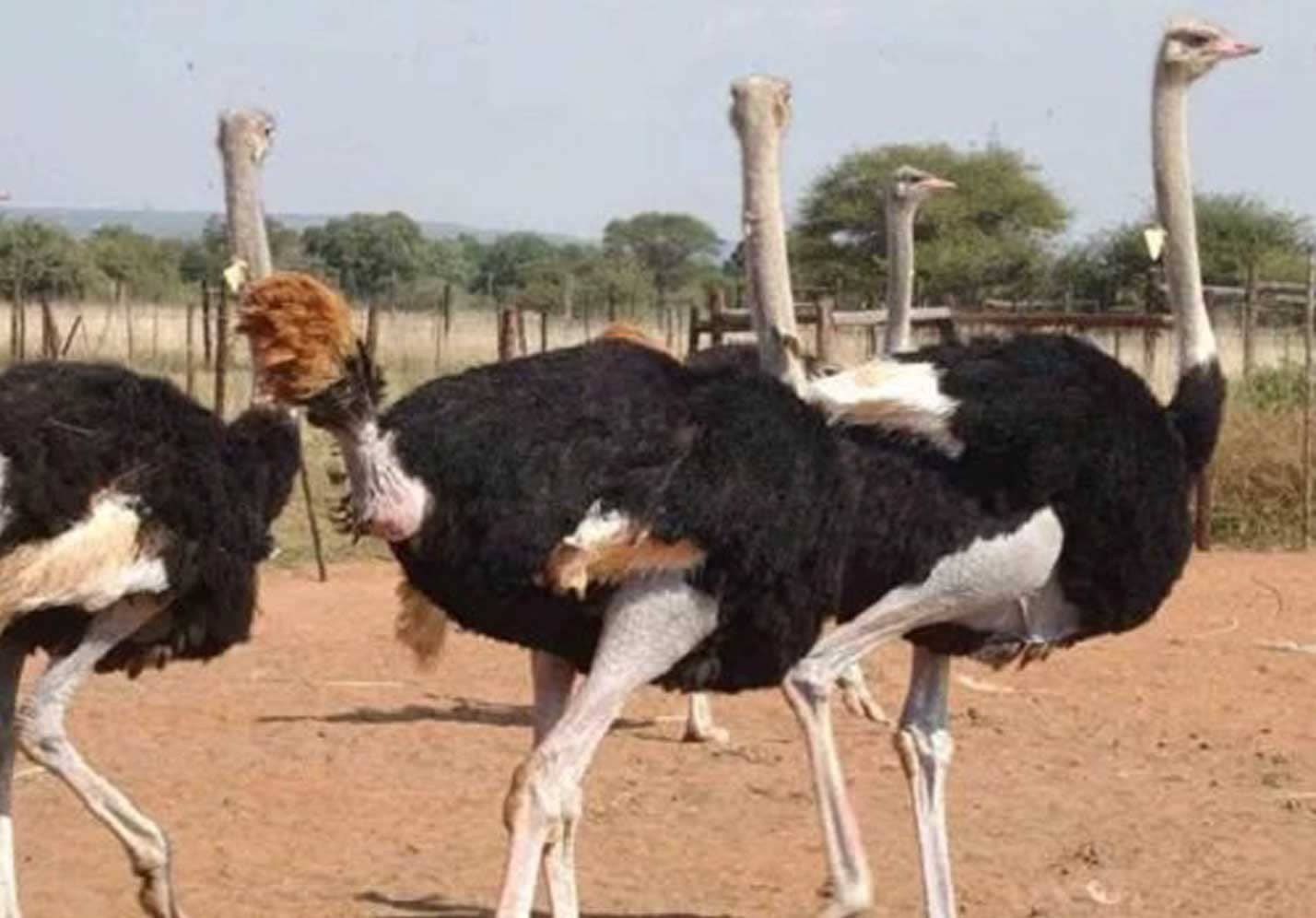 Ostrich Farming