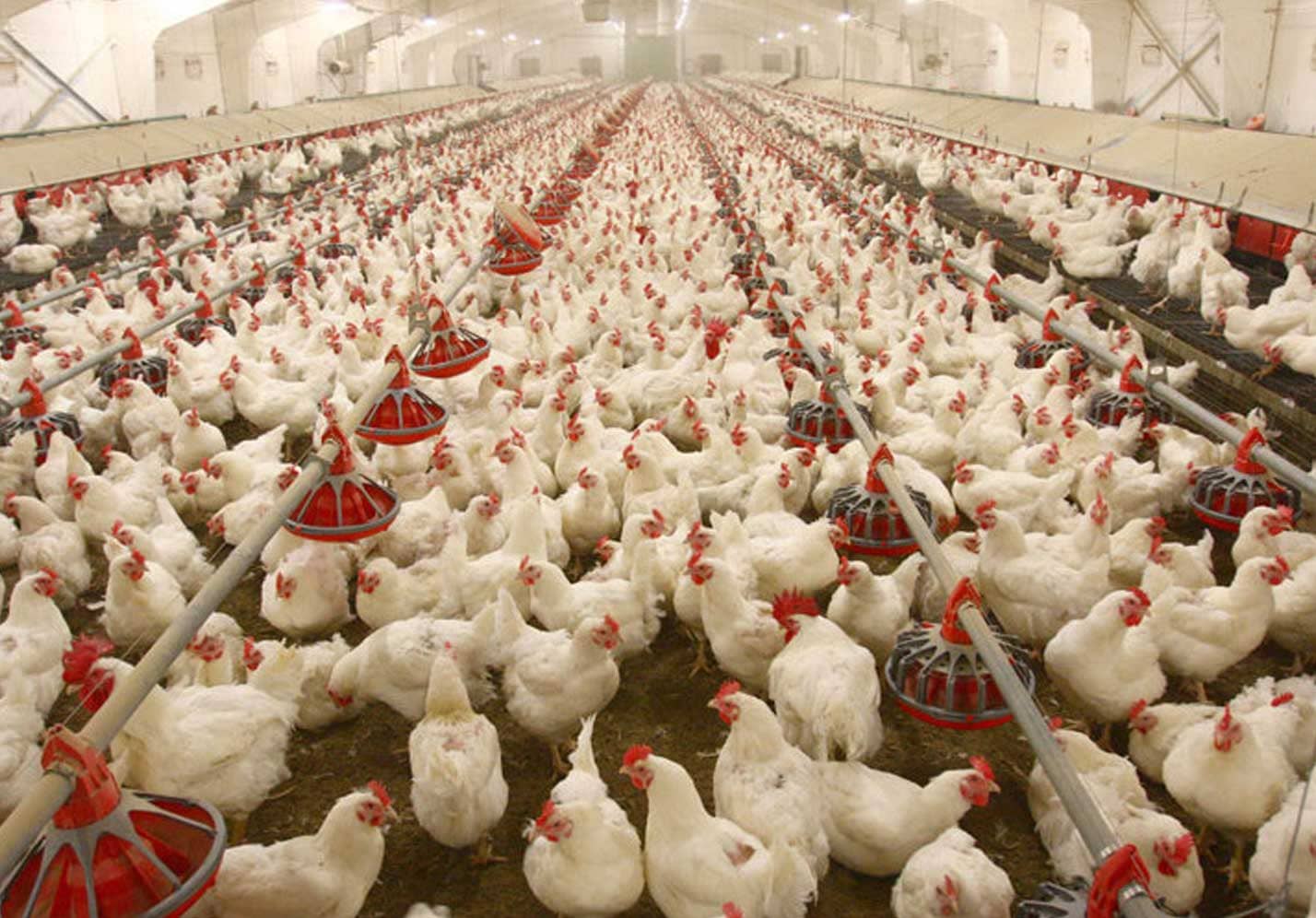 Poultry Farming
