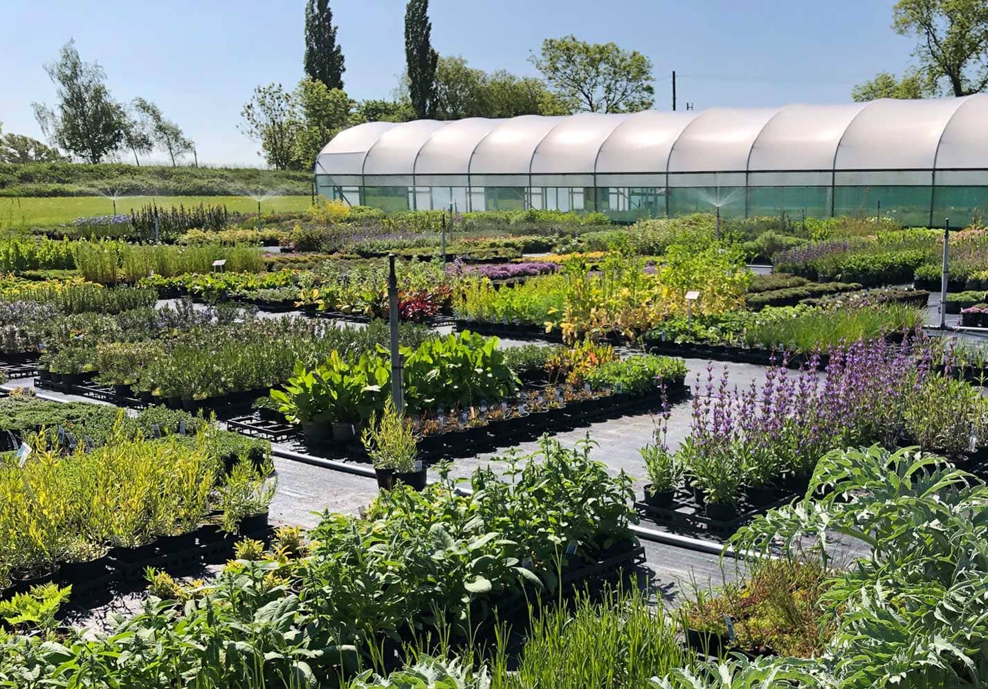 Herbs Garden