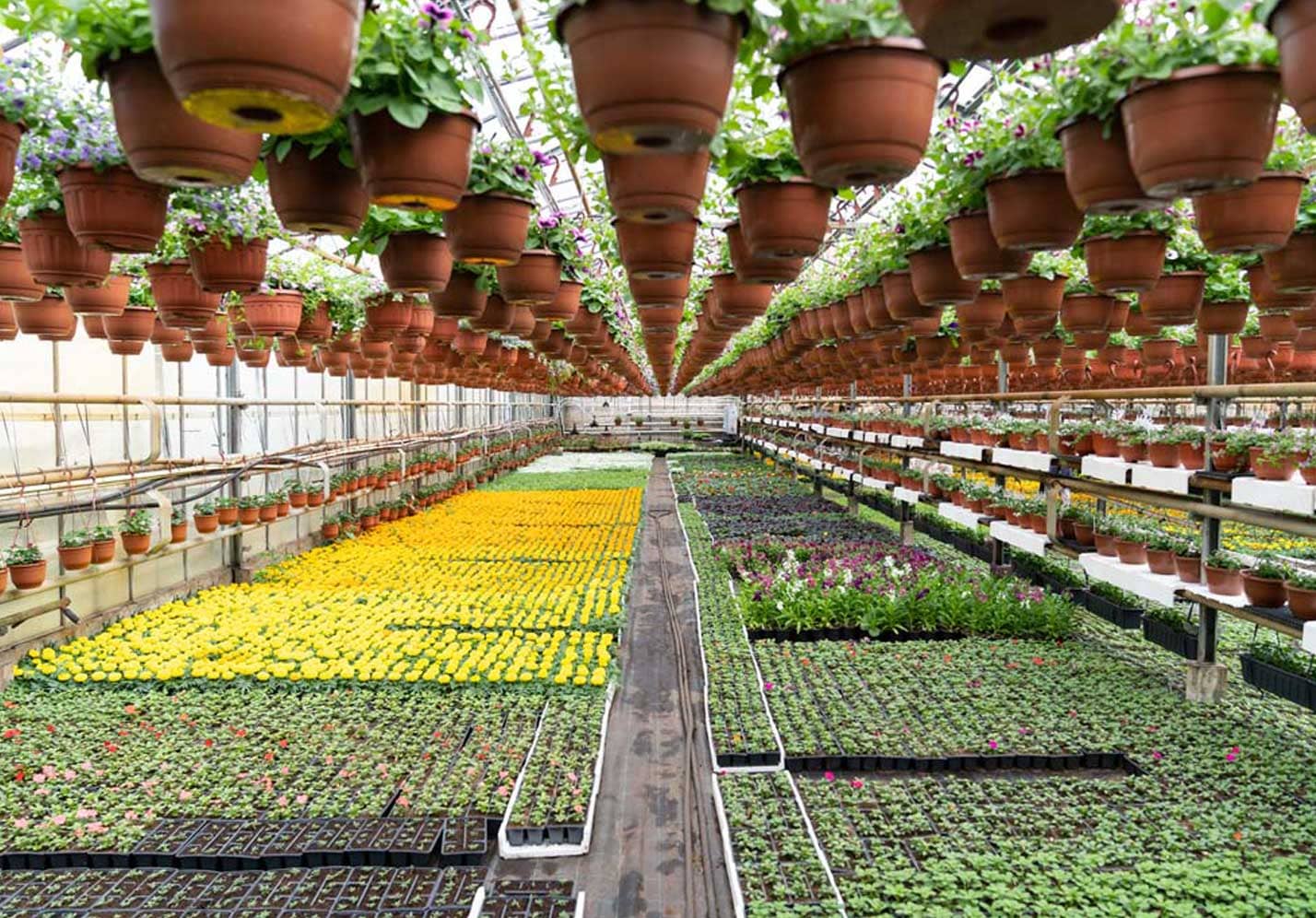 Horticulture
