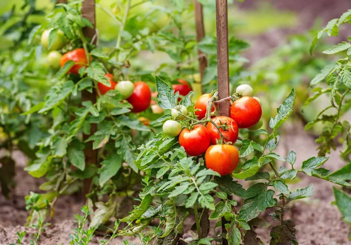 Kitchen Garden